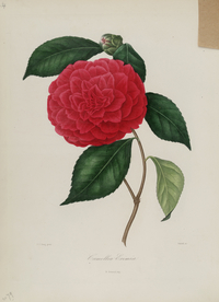 手绘插画 茶花 装饰画 图谱