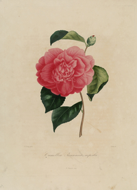 手绘插画 茶花 装饰画 图谱