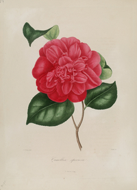 手绘插画 茶花 装饰画 图谱