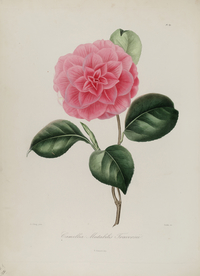 手绘插画 茶花 装饰画 图谱