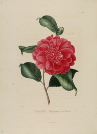 手绘插画 茶花 装饰画 图谱