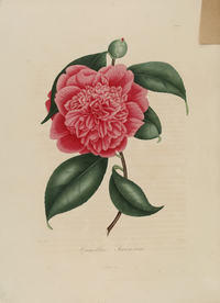 手绘插画 茶花 装饰画 图谱