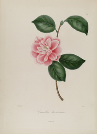 手绘插画 茶花 装饰画 图谱