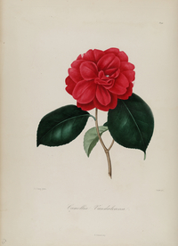 手绘插画 茶花 装饰画 图谱