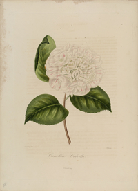 手绘插画 茶花 装饰画 图谱