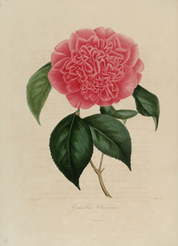 手绘插画 茶花 装饰画 图谱