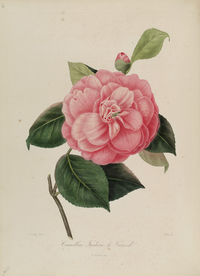 手绘插画 茶花 装饰画 图谱