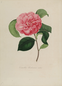 手绘插画 茶花 装饰画 图谱