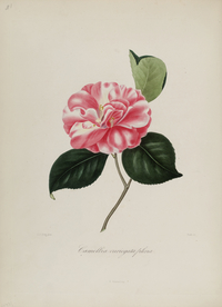 手绘插画 茶花 装饰画 图谱