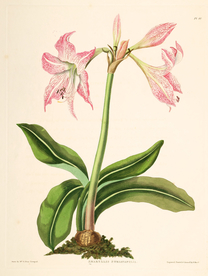 兰花手绘插画花卉装饰画花草图谱