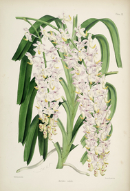 手绘插画 花卉装饰画 花草图谱