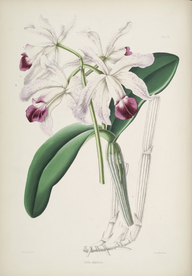 手绘插画 花卉装饰画 花草图谱