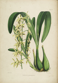 手绘插画 花卉装饰画 花草图谱