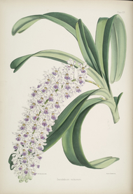 手绘插画 花卉装饰画 花草图谱