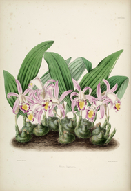 手绘插画 花卉装饰画 花草图谱