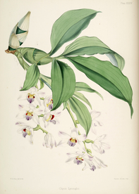 手绘插画 花卉装饰画 花草图谱