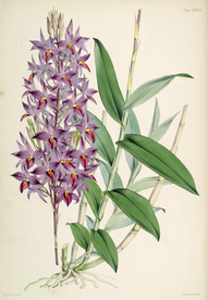 手绘插画 花卉装饰画 花草图谱