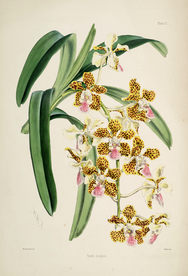 手绘插画 花卉装饰画 花草图谱