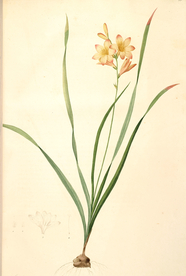 手绘插画 花卉装饰画 花草图谱