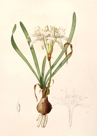 手绘插画 花卉装饰画 花草图谱