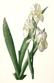 手绘插画 花卉装饰画 花草图谱