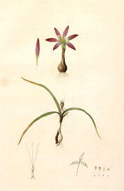 手绘插画 花卉装饰画 花草图谱