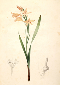 手绘插画 花卉装饰画 花草图谱