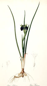 手绘插画 花卉装饰画 花草图谱