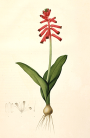 手绘插画 花卉装饰画 花草图谱