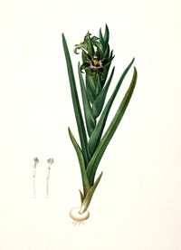 手绘插画 花卉装饰画 花草图谱