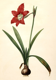 手绘插画 花卉装饰画 花草图谱