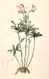 手绘插画 花卉装饰画 花草图谱