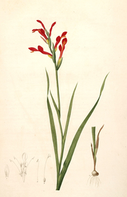 手绘插画 花卉装饰画 花草图谱