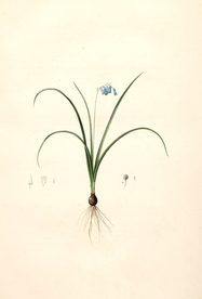 手绘插画 花卉装饰画 花草图谱