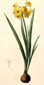 手绘插画 花卉装饰画 花草图谱