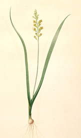 手绘插画 花卉装饰画 花草图谱