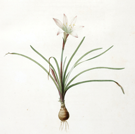 手绘插画 花卉装饰画 花草图谱