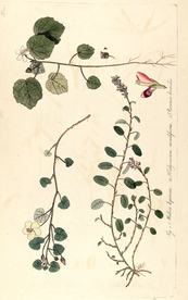 手绘插画 花卉装饰画 花草图谱