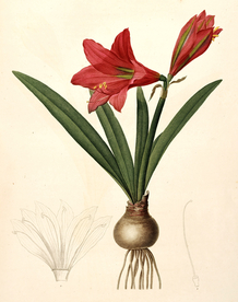 手绘插画花卉装饰画兰花草图谱