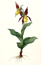 手绘插画 花卉装饰画 花草图谱