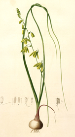 手绘插画 花卉装饰画 花草图谱