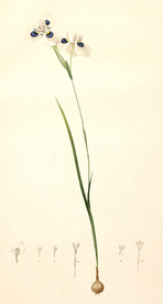 兰手绘插画花卉装饰画花草图谱