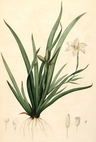 手绘插画 花卉装饰画 花草图谱