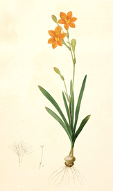 手绘插画 花卉装饰画 花草图谱