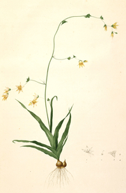 手绘插画 花卉装饰画 花草图谱