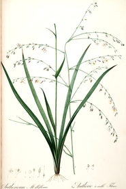 手绘插画 花卉装饰画 花草图谱