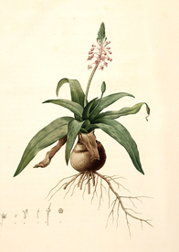 手绘插画 花卉装饰画 花草图谱