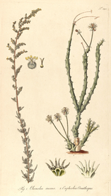 手绘插画 花卉装饰画 花草图谱