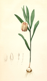 手绘插画 花卉装饰画 花草图谱