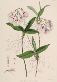 手绘插画 花卉装饰画 花草图谱